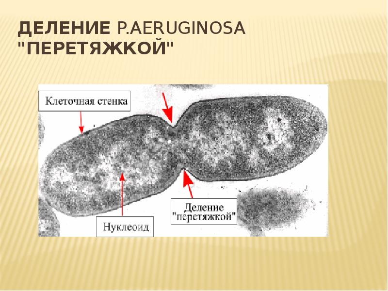 Физиология микроорганизмов презентация