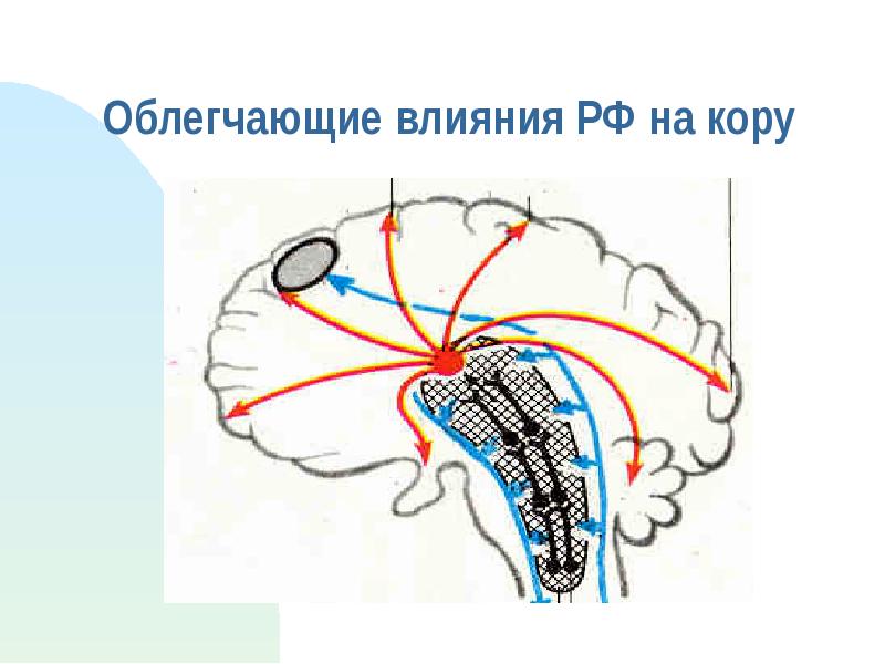 Влияние коры. Межуточный мозг. Понтомедулярная ретикулярная формация. Схема восходящих влияний РФ на кору мозга. Облегчающие влияния на кору.