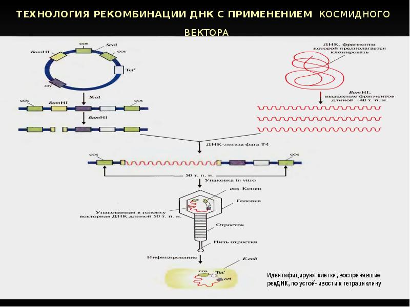 Рекомбинация днк схема