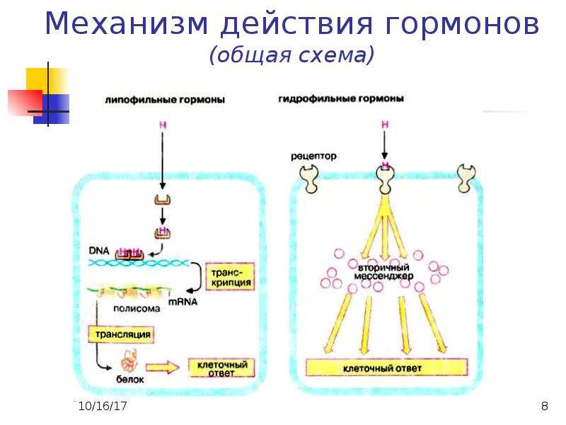 Схема работы гормонов