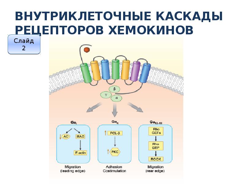 Хемокины. Строение и функции хемокинов и их рецепторов. Хемокины строение. Сигнальный путь хемокиновых рецепторов. Рецепторы хемокинов строение.