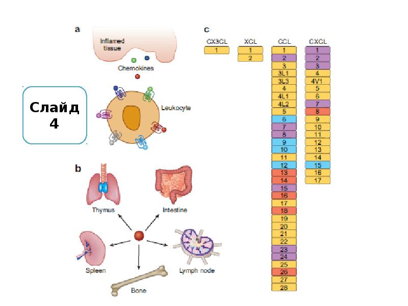 Хемокины. Гормоноиды биохимия. Хемокины и их рецепторы. Гормоноиды это. Хемокины иммунология презентация.