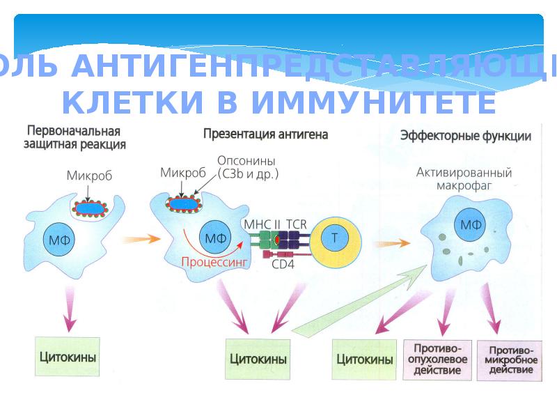 Процессинг и презентация антигена