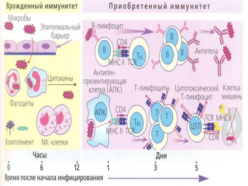 Схема противоопухолевого иммунитета включающая факторы врожденного и адаптивного иммунитета