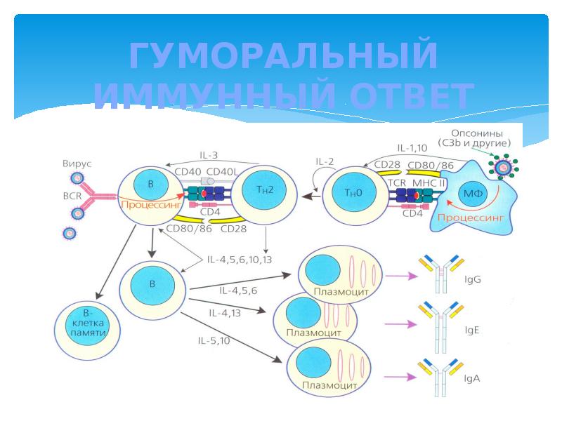 Механизм иммунитета схема