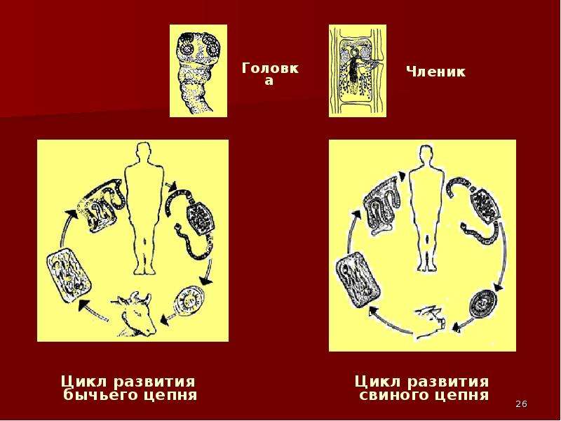 Презентация по гельминтам