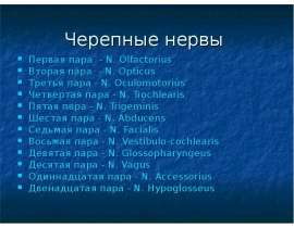 Черепные нервы