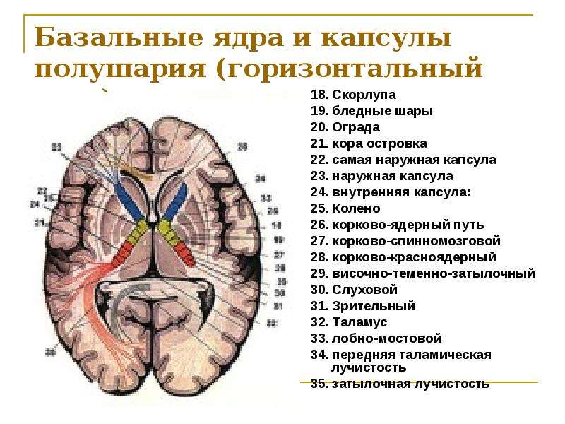 Строение внутренней капсулы головного мозга схема