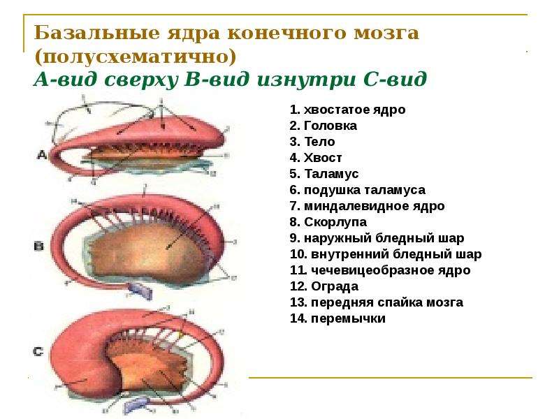 Базальные ядра картинка