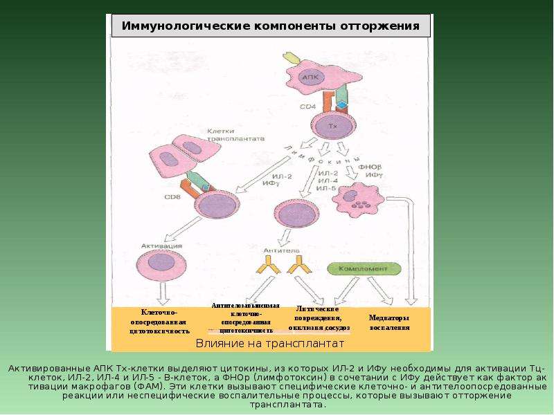 Трансплантационный иммунитет иммунология презентация