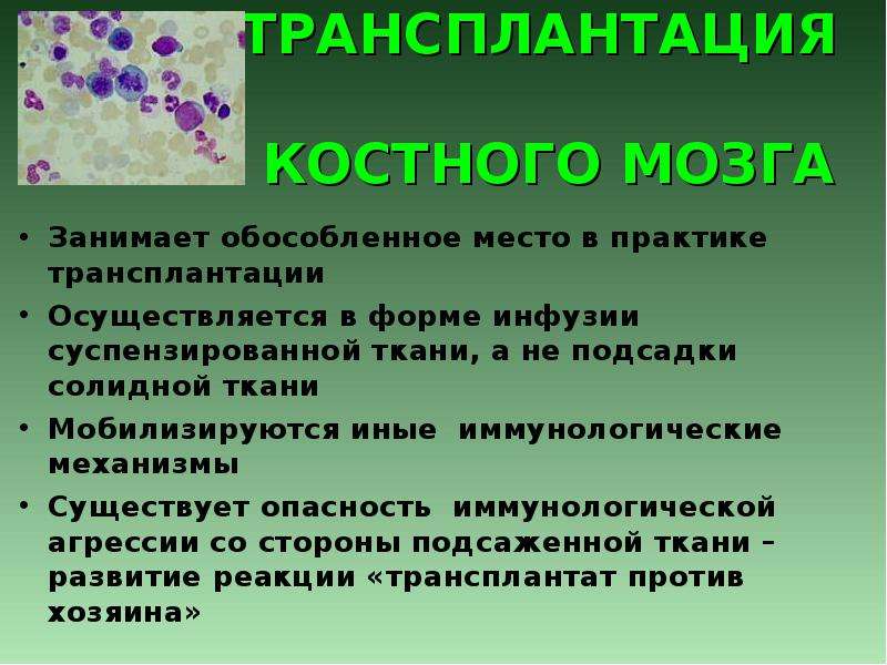 Трансплантационный иммунитет иммунология презентация