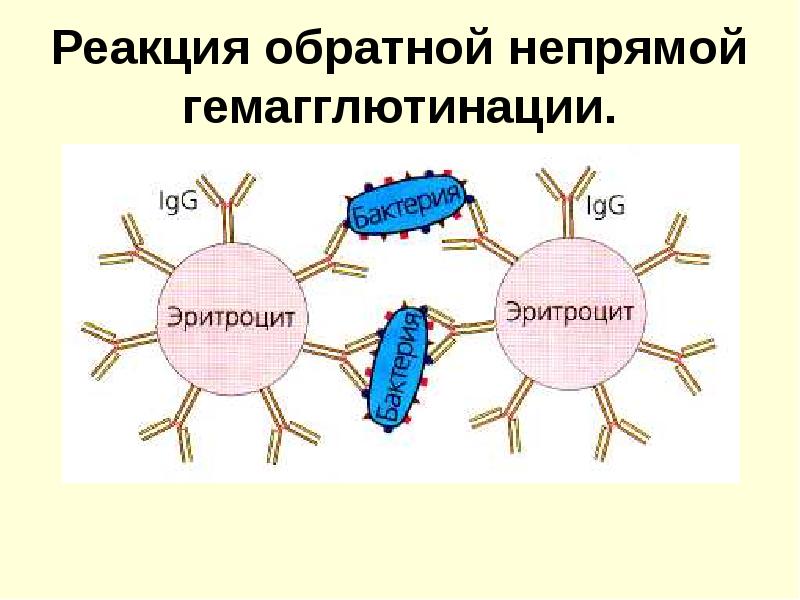 Рнга микробиология схема