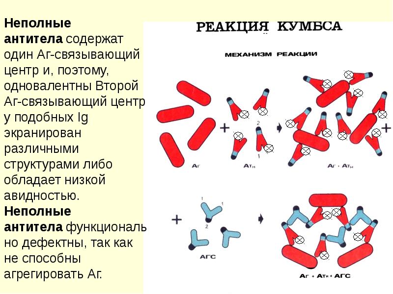 Реакция кумбса картинки