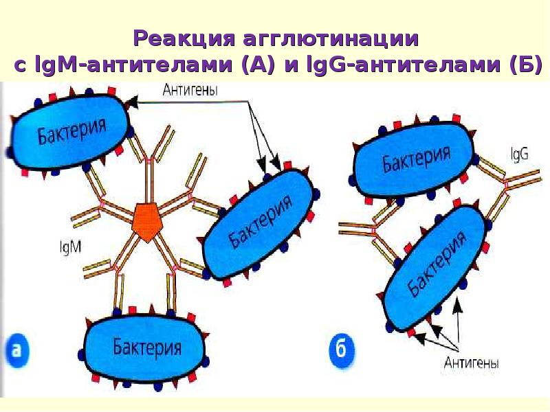 Реакции агглютинации презентация