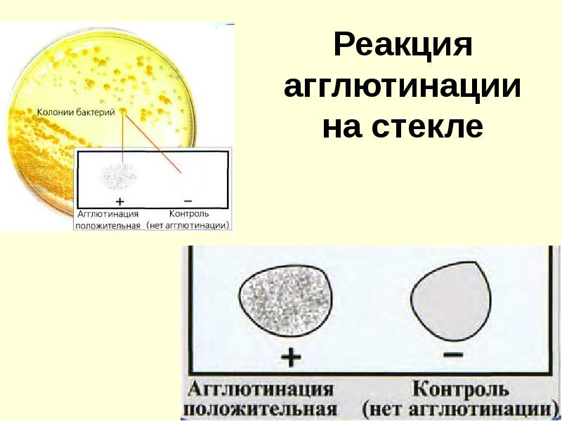 Реакции агглютинации презентация