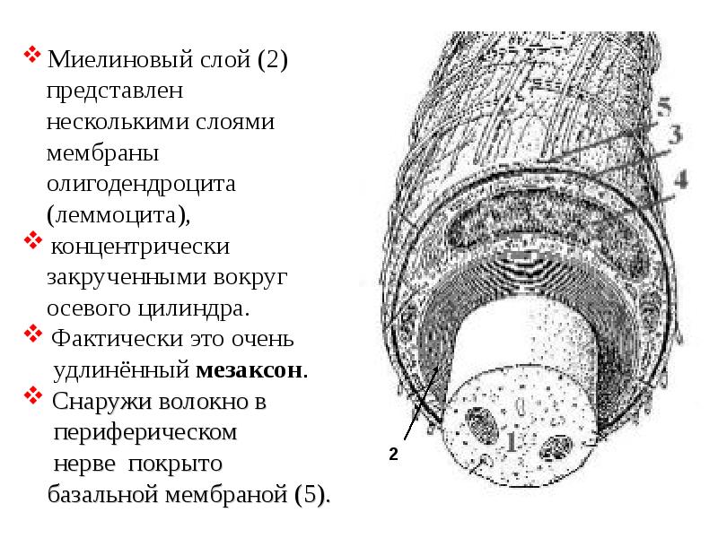 Нервные волокна кожи