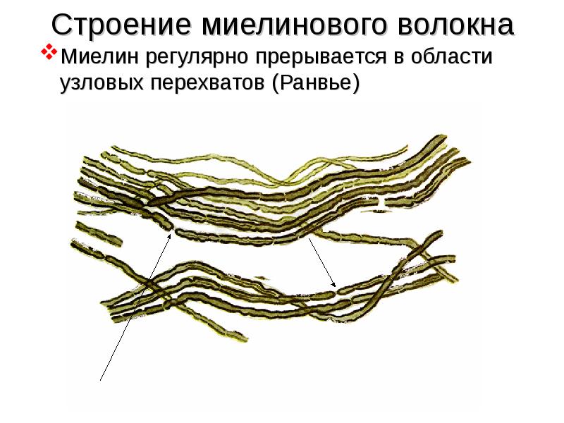 Рисунок миелиновые нервные волокна