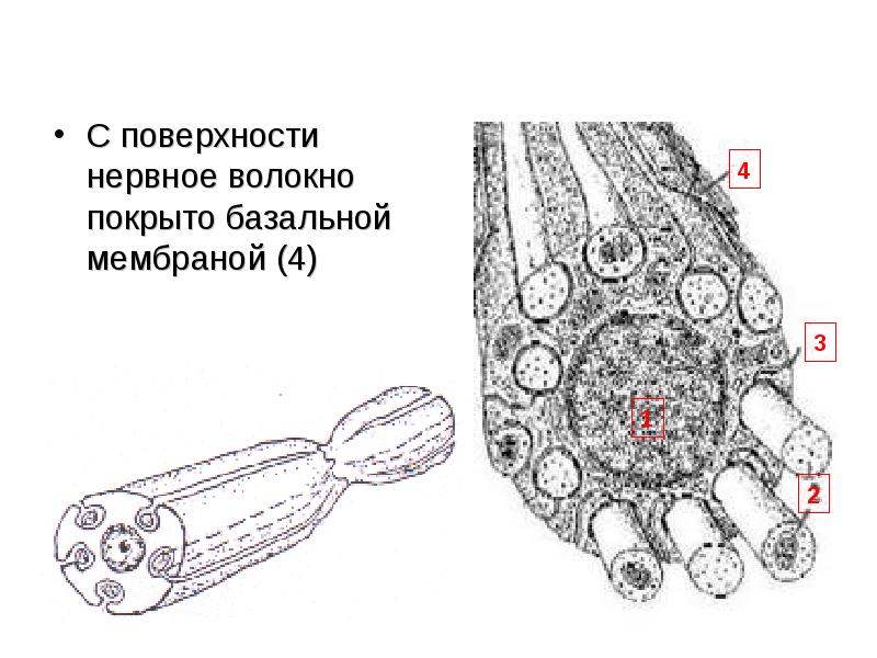 Нервные волокна кожи