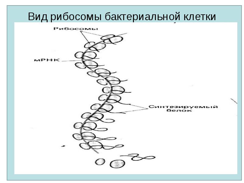 Рибосомы бактерий