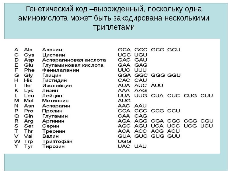 Каждый триплет соответствует только одной аминокислоте