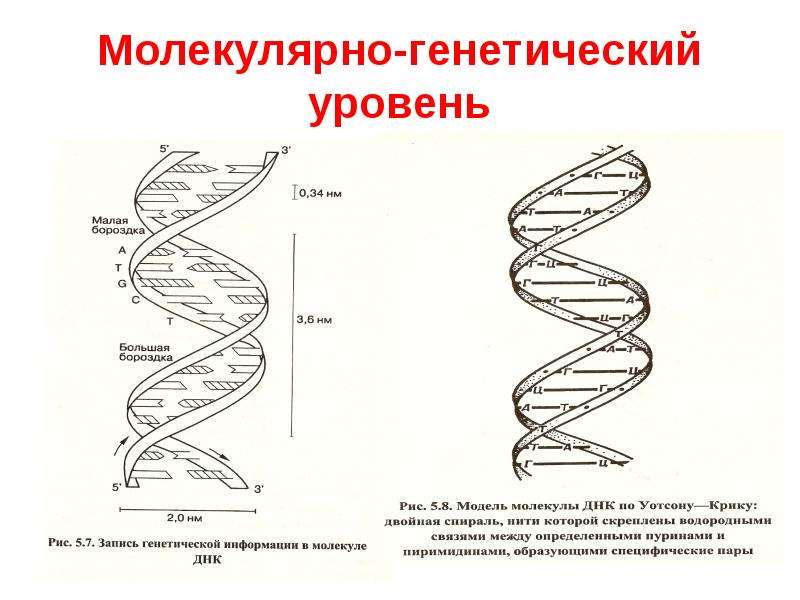 Схема двухцепочной молекулы днк