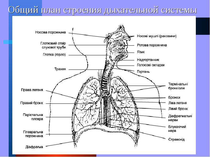 Дыхательная система человека рисунок егэ