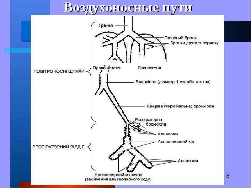 Воздухоносные пути по схеме вейбеля насчитывают