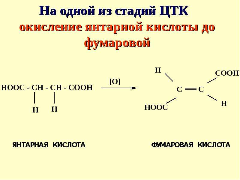 Препараты янтарной и фумаровой кислот как средства … Foto 18