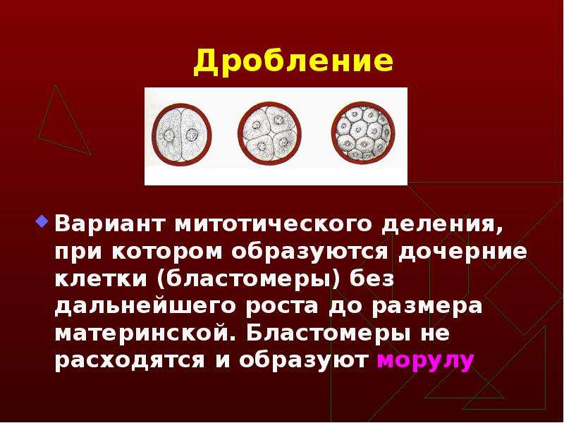 Варианты дробления. Бластомеры дочерние клетки. Отличие дробления от митотического деления. Чем дробление отличается от митотического деления.