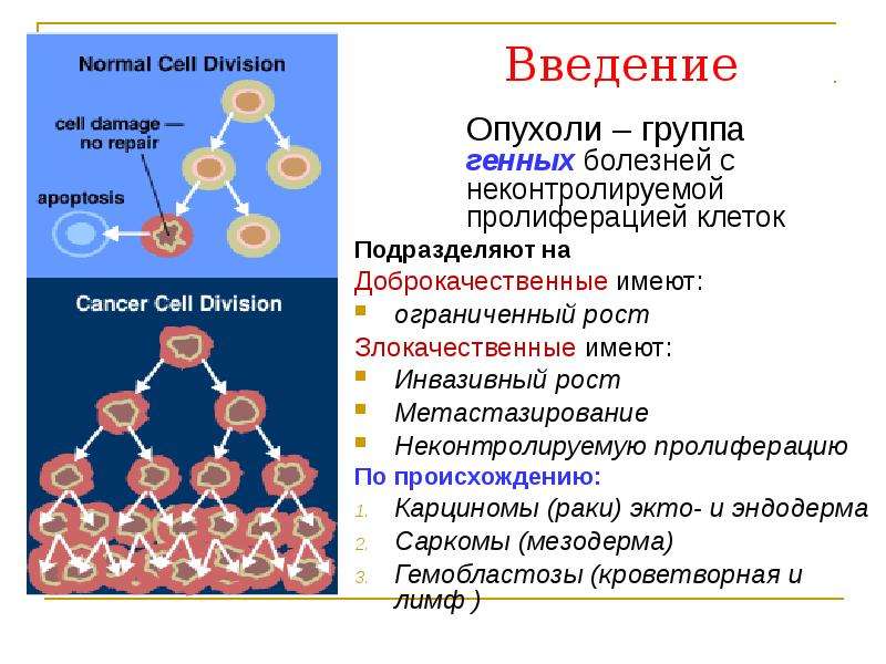 Пролиферация клеток это