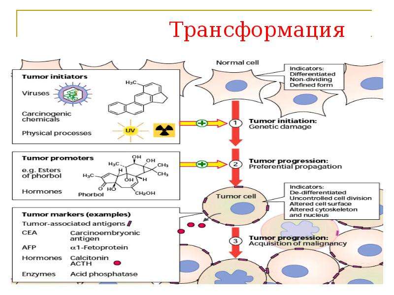 Превращение клетки. Биохимия онкогенеза. Онкогенез биохимия презентация. Генерация биохимия. Клиническая биохимия онкогенез.