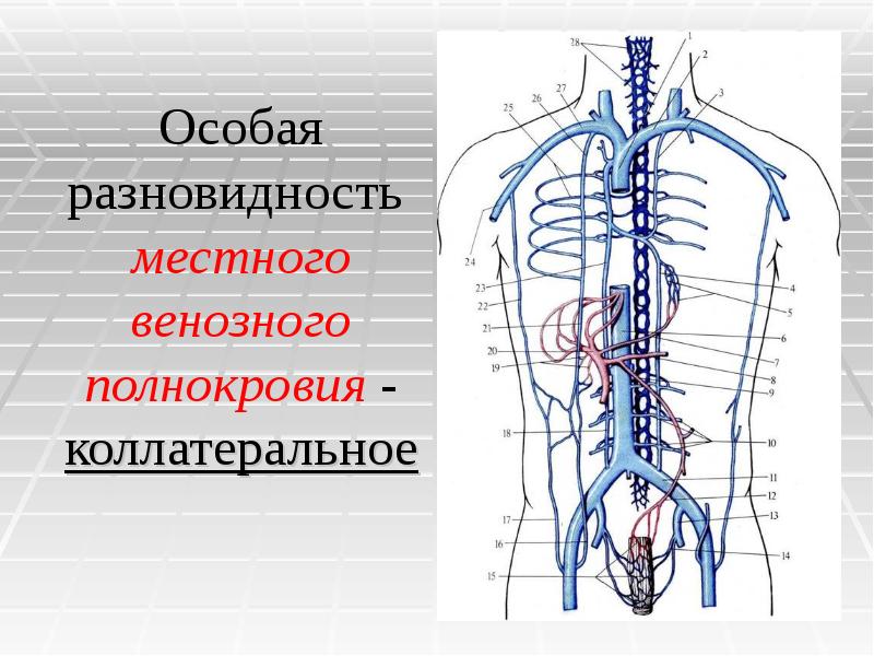 Венозное коллатеральное. Верхняя и нижняя полые вены схема с названием. Виды местного венозного полнокровия компрессионное коллатеральное. Система верхней и нижней полой вен без надписей.