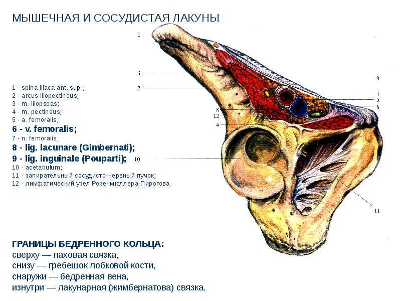 Грыжи живота презентация скачать