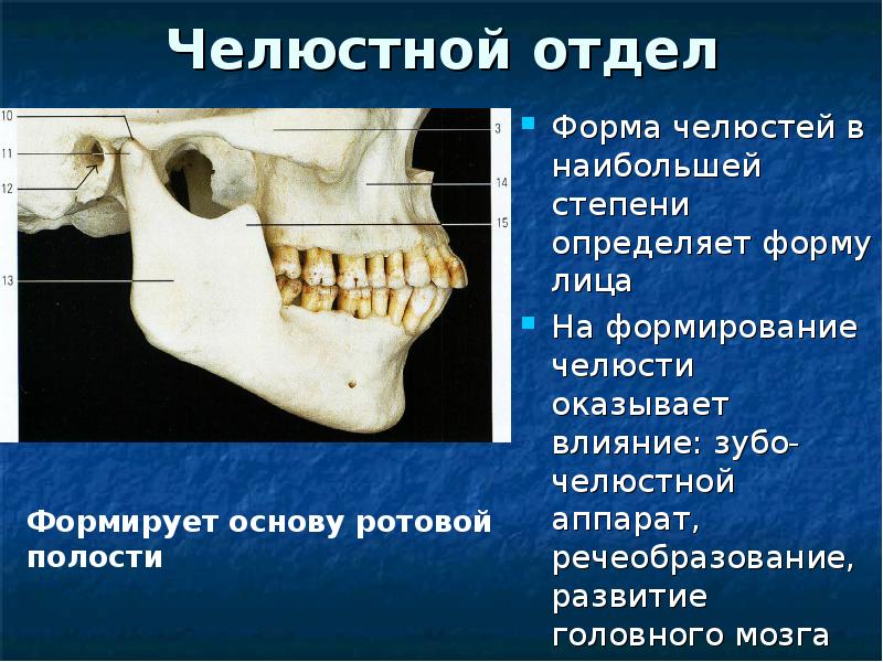 Кости примем