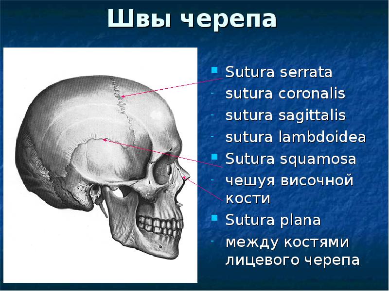 Полости лицевого черепа