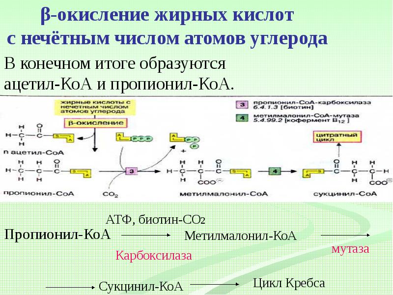 Окисление жирных кислот. Этапы b окисления жирных кислот. Бета окисление жирных кислот формула. Окисление жирных кислот (β-окисление). Коферменты бета окисления жирных кислот.