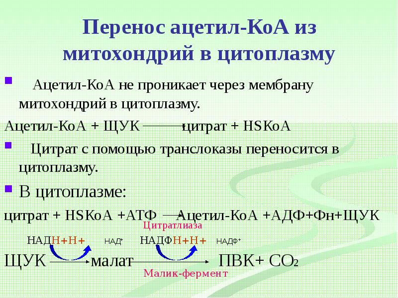 Сведение перенести. Транспорт ацетил КОА из митохондрий в цитоплазму. Перенос ацетил КОА из митохондрий.