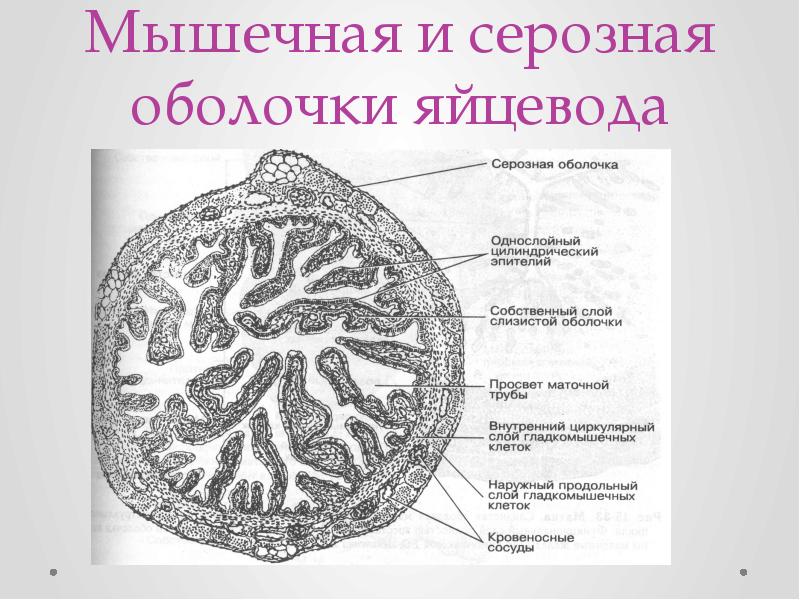 Яйцевод. Строение яйцевода гистология. Яйцевод гистология препарат. Маточная труба яйцевод препарат. Маточная труба яйцевод гистология.