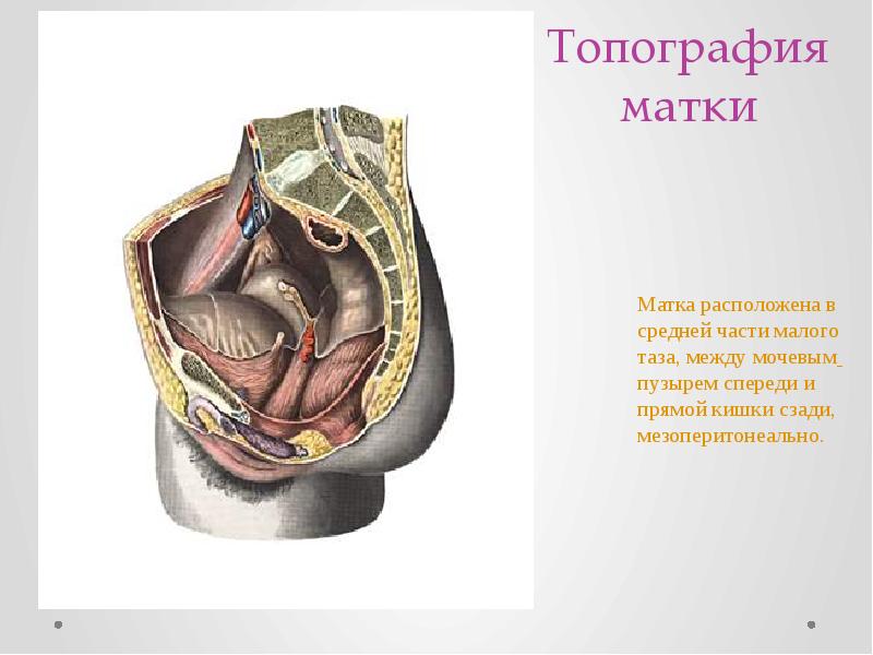 Топографическая анатомия матки презентация