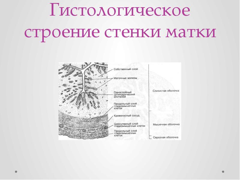 Слои матки. Строение слоев стенки матки. Слои стенки матки анатомия. Строение стенки матки (оболочки):. Строение стенки матки гистология.