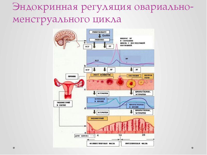 Регуляция цикла. Регуляция овариально-менструационного цикла. Пять уровней регуляции менструационного цикла. Гормональная регуляция овариального цикла. Звенья регуляции менструационного цикла.