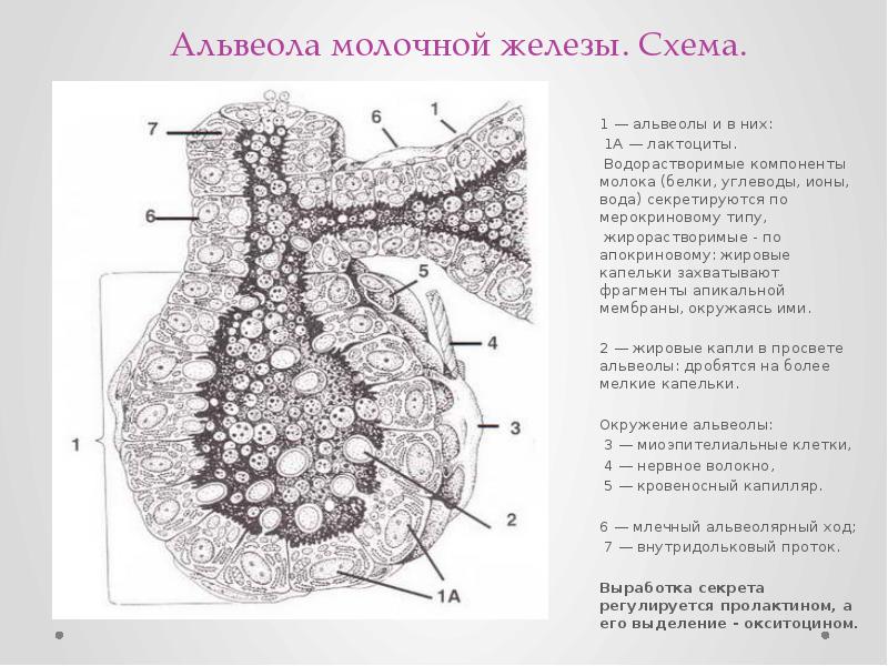 Молочный структура. Молочная железа схема гистология. Схема строения молочной железы гистология. Анатомия альвеолы молочной железы. Молочная железа строение гистология молочной железы.