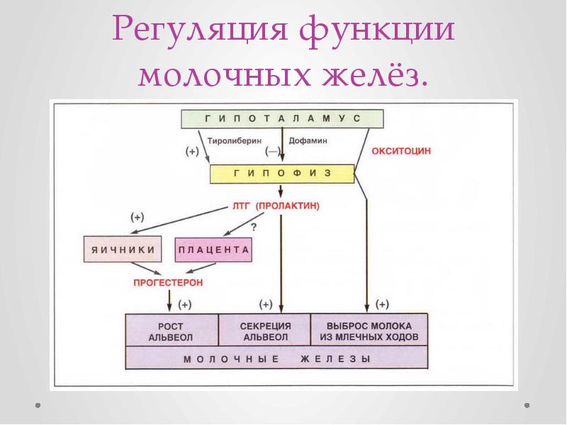 Цикл железа. Регуляция функций молочных железы. Гормональная регуляция молочной железы. Регуляция функции молочной железы. Эндокринная регуляция функций молочной железы.