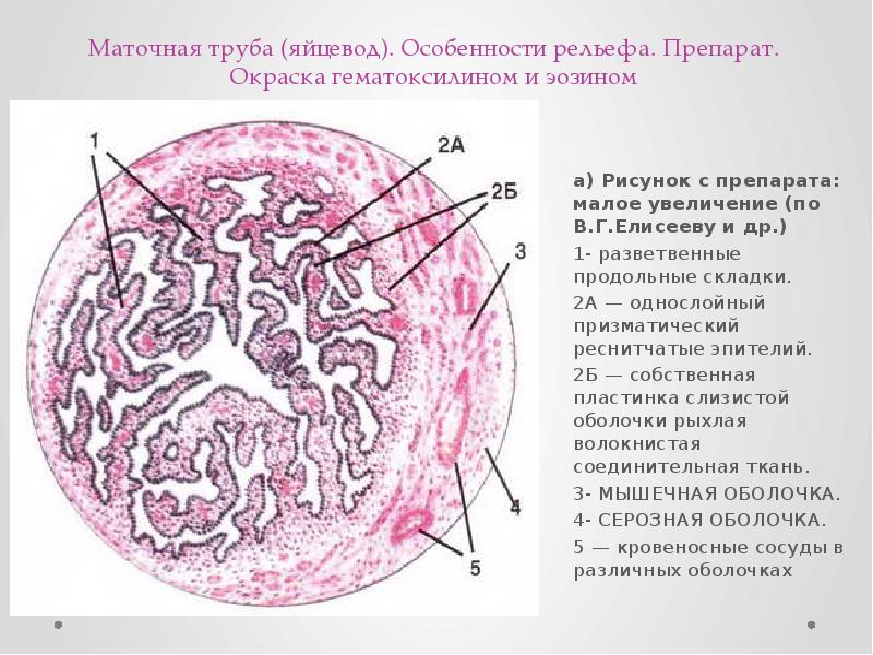 Маточная труба гистология рисунок