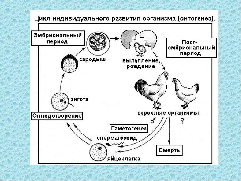 Работа по онтогенезу 10 класс. Схема этапы развития онтогенеза. Жизненный цикл птиц схема. Цикл развития птиц схема. Схема индивидуального развития онтогенез.