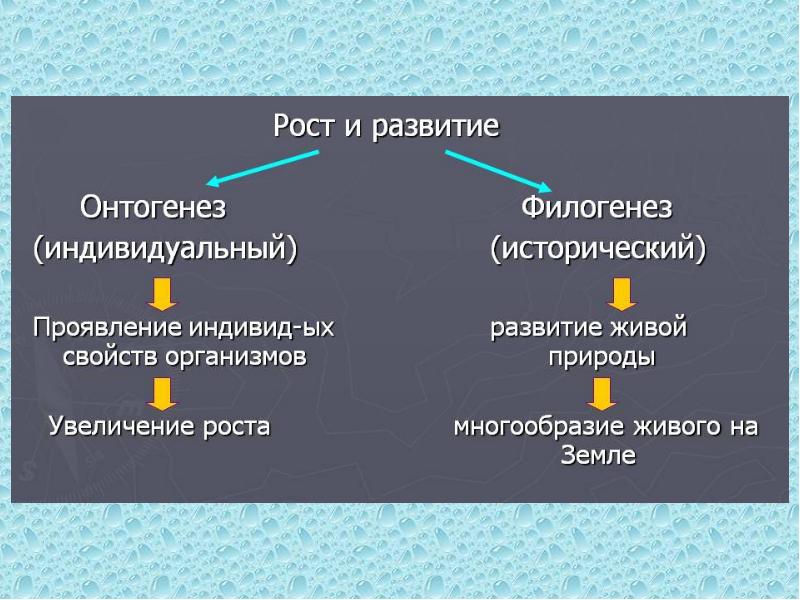 Индивидуальный проект онтогенез