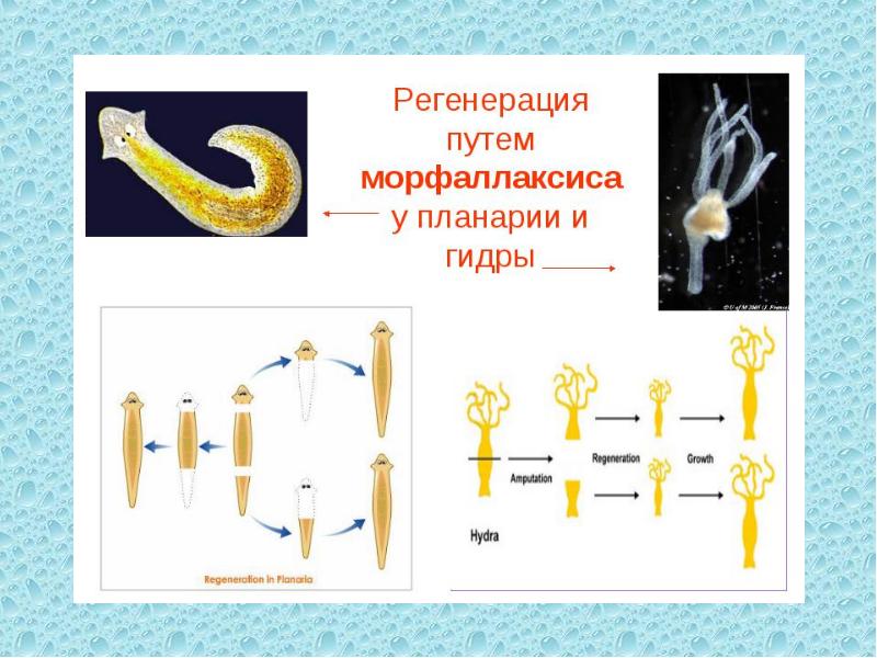 Регенерация гидры. Этапы регенерации гидры. Морфаллаксис. Схема регенерации гидры. Эпиморфоз регенерация.