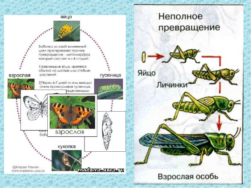 Развитие с неполным превращением примеры. Цикл развития насекомых с неполным превращением. Полное и неполное превращение. Развитие с неполным превращением у насекомых. Метаморфоз с неполным превращением.