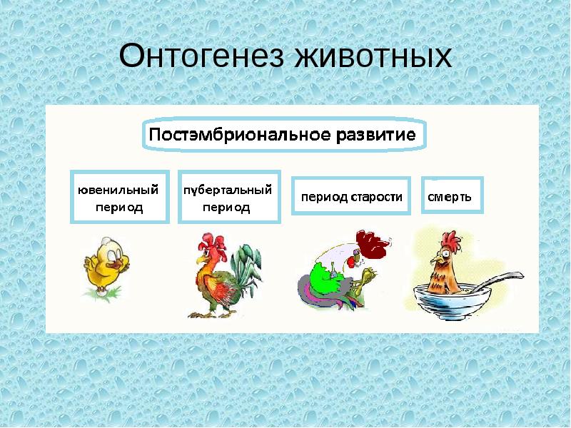 9 класс постэмбриональное развитие презентация