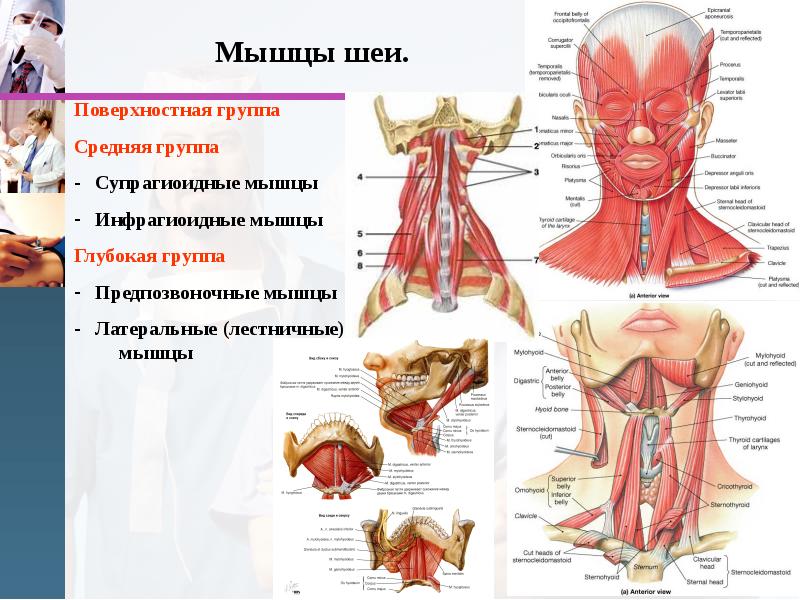 Внутреннее строение шеи. Строение мышц шеи спереди. Поверхностные мышцы шеи анатомия. Мышцы шеи поверхностные и глубокие. Мышцы шеи анатомия средняя группа.